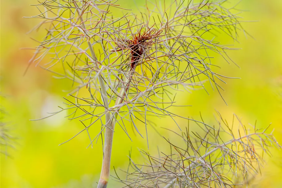 Foeniculum vulgare 'Purpureum'