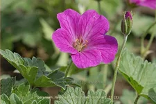 Geranium riversleaianum 'Russell Prichard'