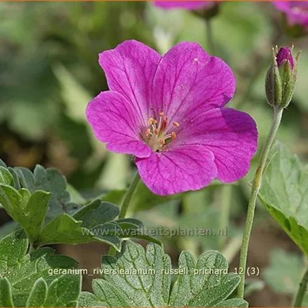 Geranium riversleaianum 'Russell Prichard'