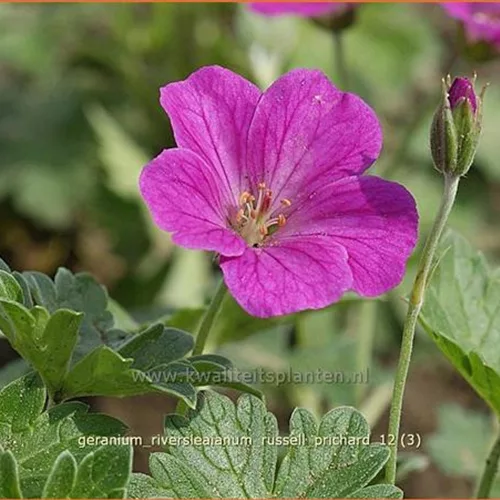 Geranium riversleaianum 'Russell Prichard'