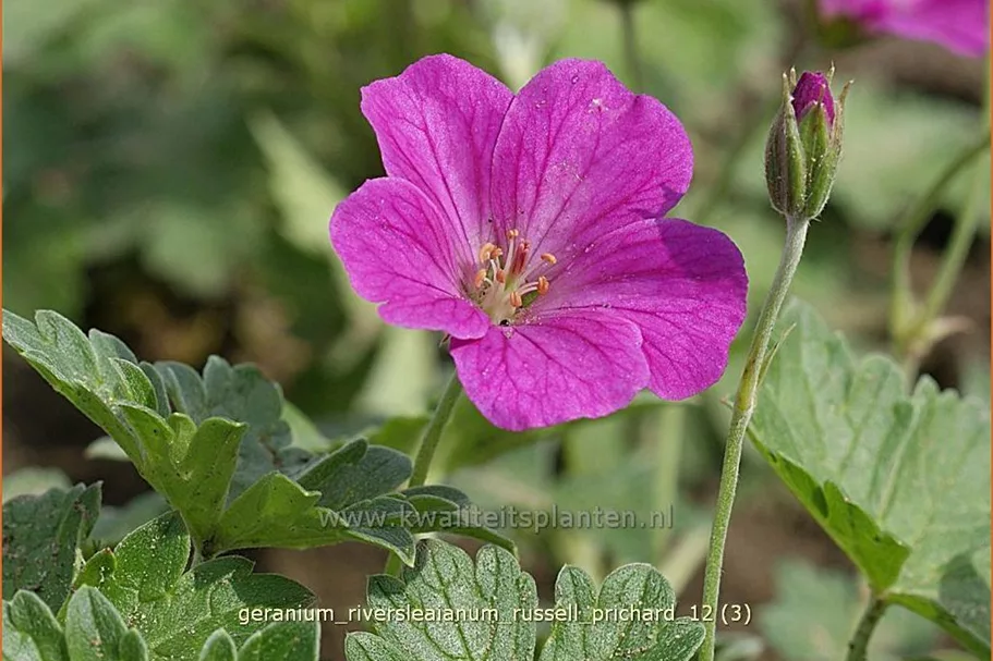 Geranium riversleaianum 'Russell Prichard'