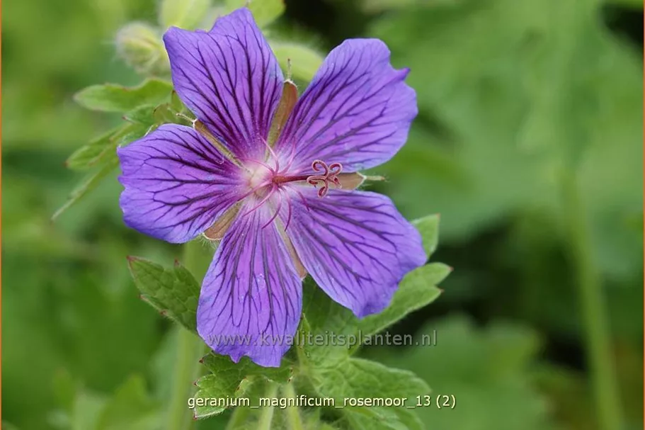 Geranium x magnificum 'Rosemoor'