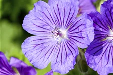 Geranium x magnificum 'Rosemoor'