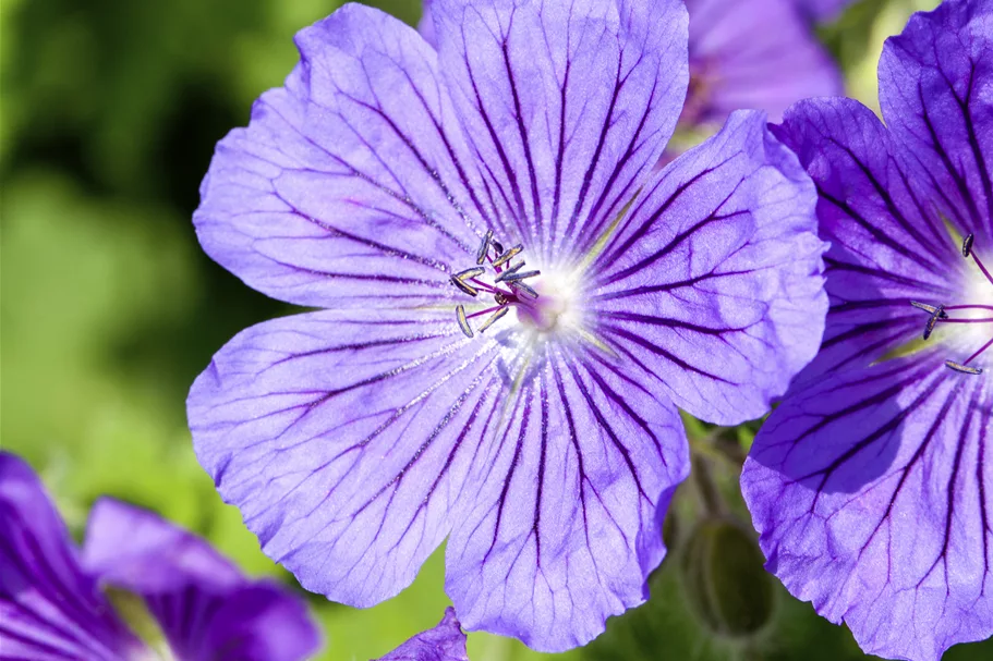 Geranium x magnificum 'Rosemoor'