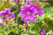 Geranium x magnificum 'Rosemoor'
