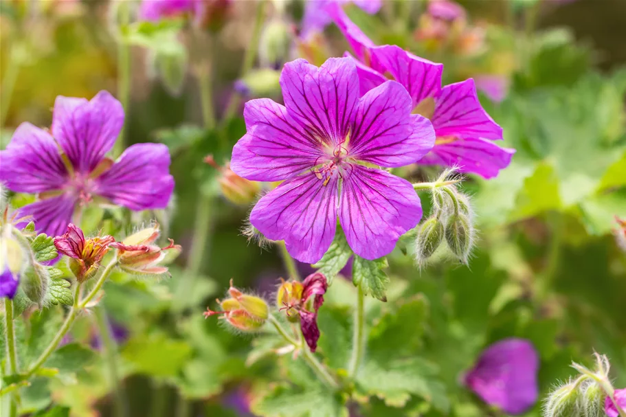 Geranium x magnificum 'Rosemoor'