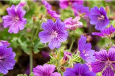 Geranium x magnificum 'Rosemoor'