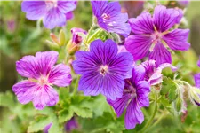 Geranium x magnificum 'Rosemoor'