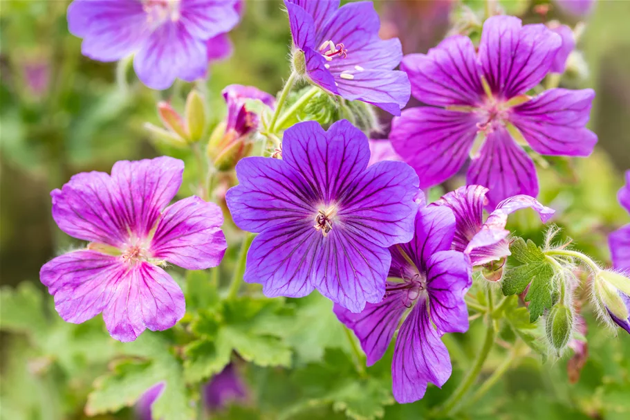 Geranium x magnificum 'Rosemoor'