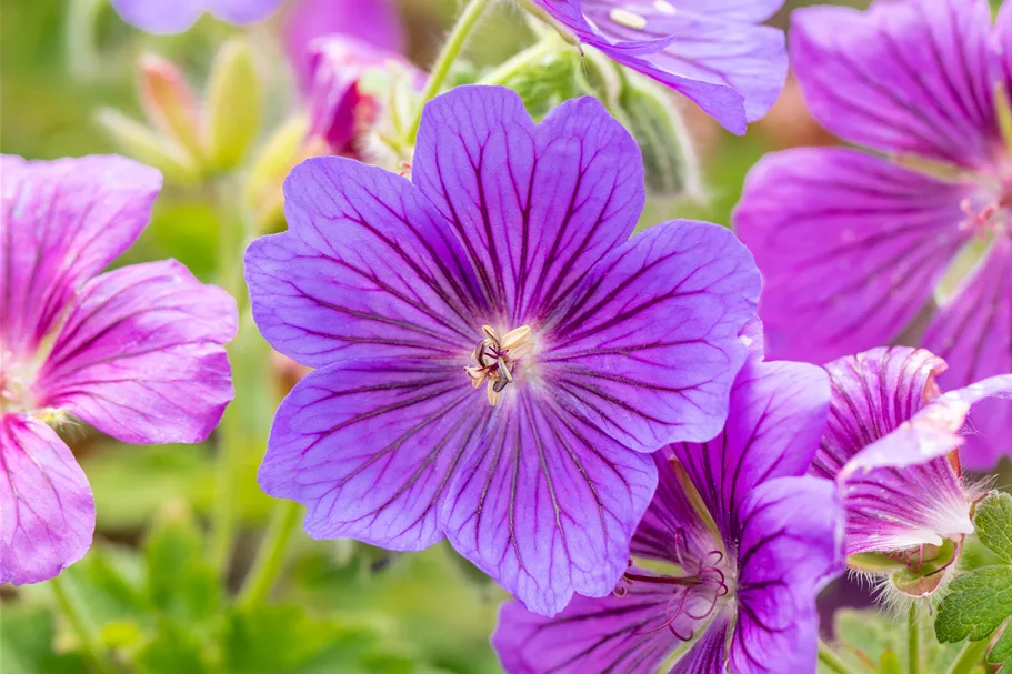 Geranium x magnificum 'Rosemoor'