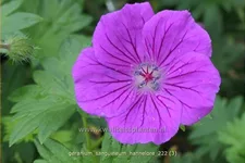 Geranium sanguineum 'Hannelore'