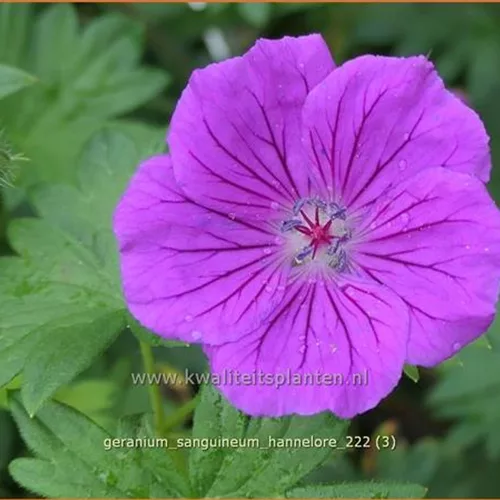 Geranium sanguineum 'Hannelore'