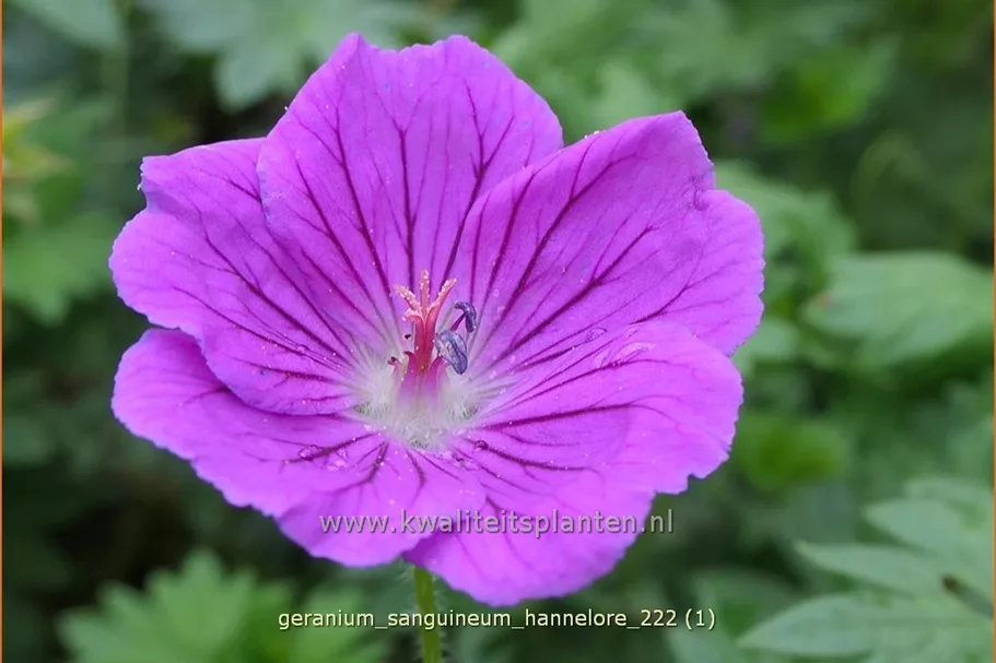 Geranium sanguineum 'Hannelore'