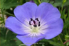 Geranium wallichianum 'Rozanne'®