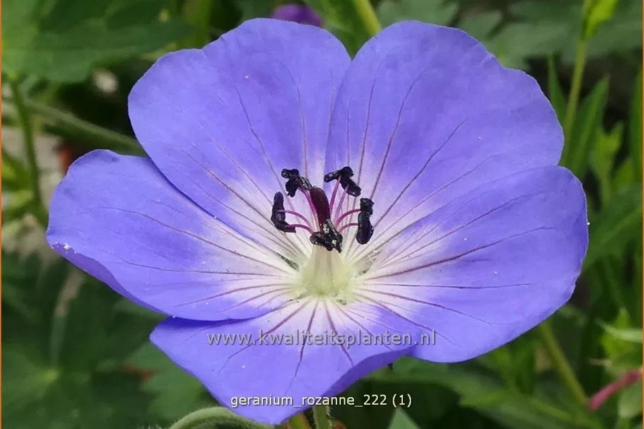 Geranium wallichianum 'Rozanne'®