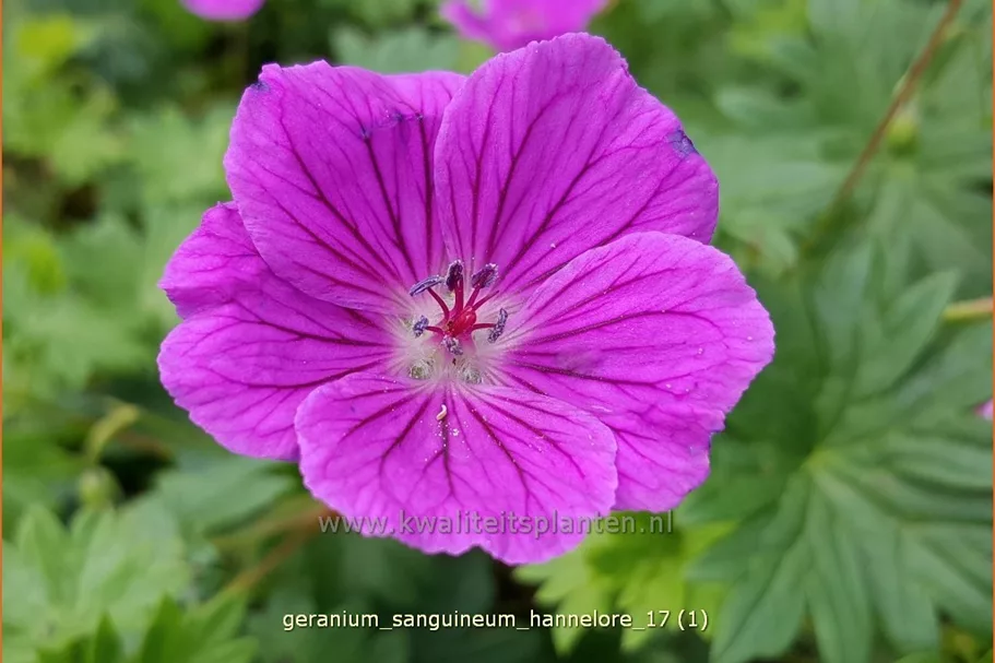 Geranium sanguineum 'Hannelore'