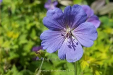 Geranium 'Blue Sunrise'