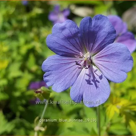 Geranium 'Blue Sunrise'