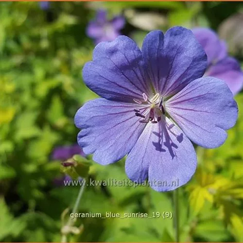 Geranium 'Blue Sunrise'
