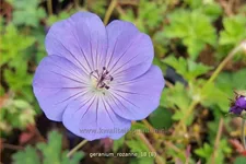 Geranium wallichianum 'Rozanne'®