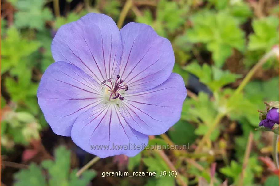 Geranium wallichianum 'Rozanne'®