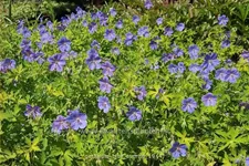 Geranium 'Blue Sunrise'