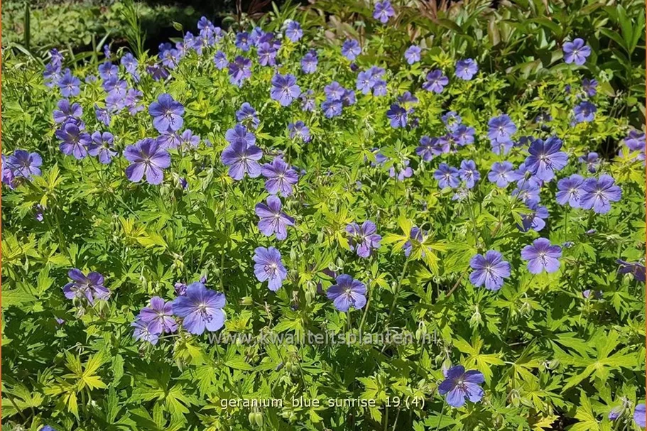 Geranium 'Blue Sunrise'