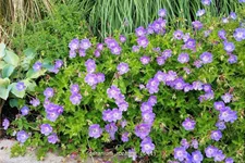 Geranium wallichianum 'Rozanne'®