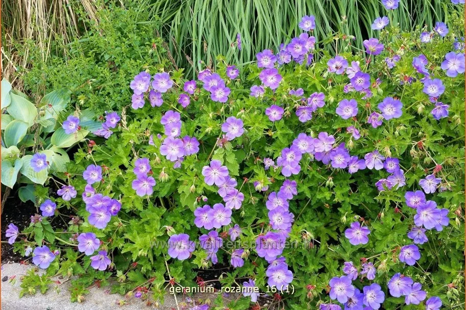 Geranium wallichianum 'Rozanne'®