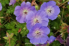 Geranium wallichianum 'Rozanne'®