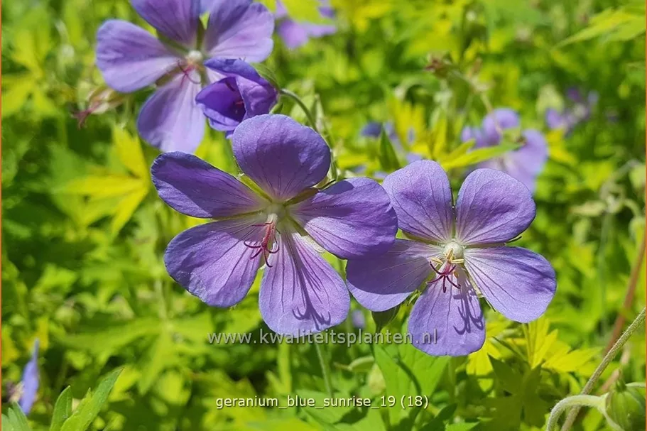 Geranium 'Blue Sunrise'