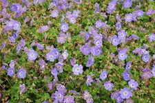 Geranium wallichianum 'Rozanne'®
