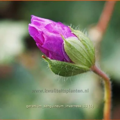 Geranium sanguineum 'Inverness'