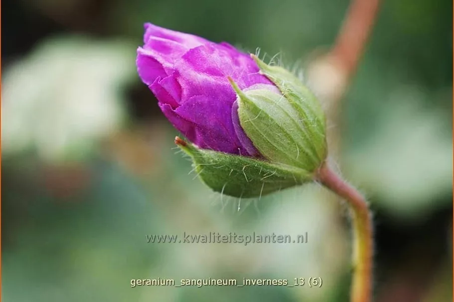 Geranium sanguineum 'Inverness'