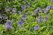 Geranium 'Blue Sunrise'