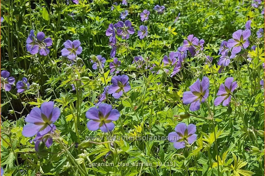 Geranium 'Blue Sunrise'
