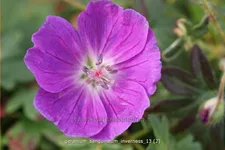 Geranium sanguineum 'Inverness'