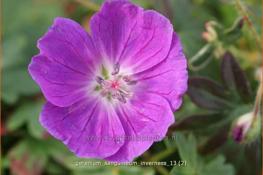 Geranium sanguineum 'Inverness'