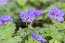 Geranium wallichianum 'Rozanne'®