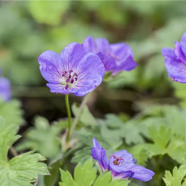 Geranium wallichianum 'Rozanne'® - Ooievaarsbek 'Rozanne'