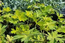 Geranium 'Blue Sunrise'