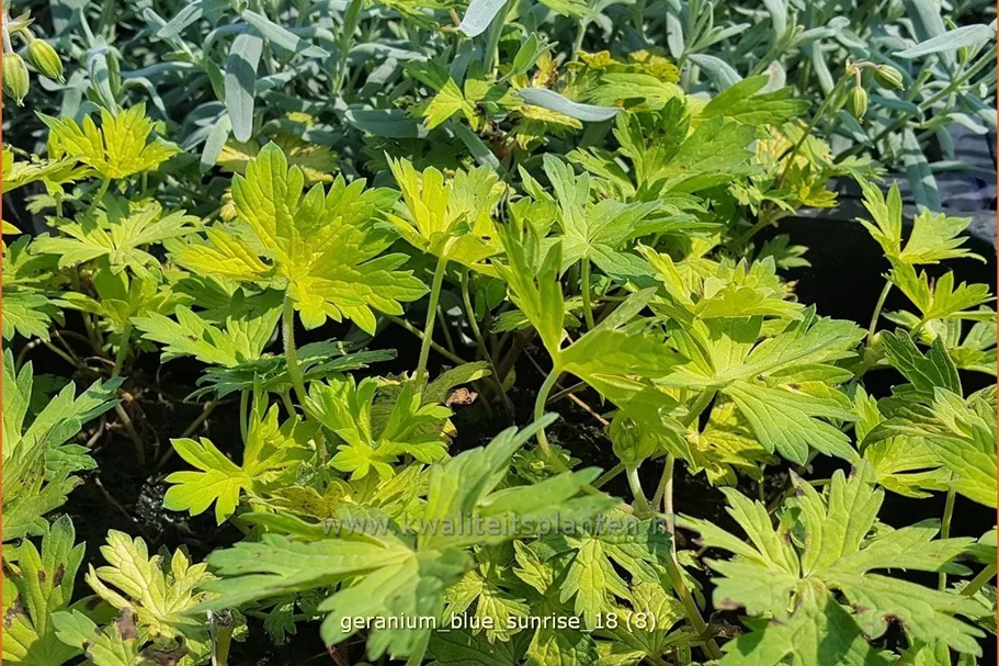 Geranium 'Blue Sunrise'