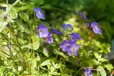 Geranium wallichianum 'Rozanne'®