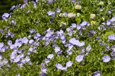 Geranium wallichianum 'Rozanne'®