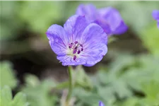Geranium wallichianum 'Rozanne'®