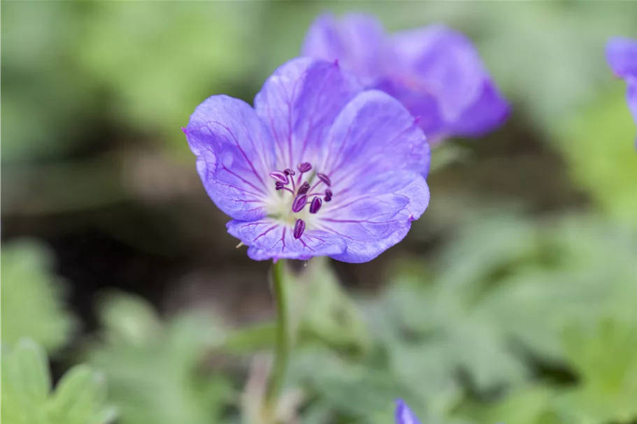 Geranium wallichianum 'Rozanne'®