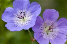 Geranium wallichianum 'Rozanne'®