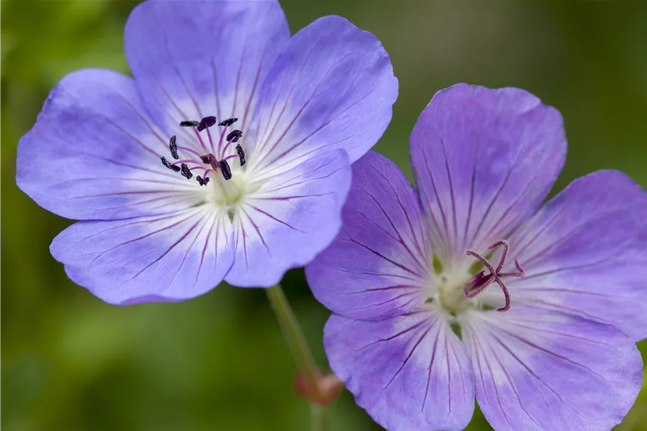 Geranium wallichianum 'Rozanne'®