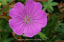 Geranium sanguineum 'John Elsley'