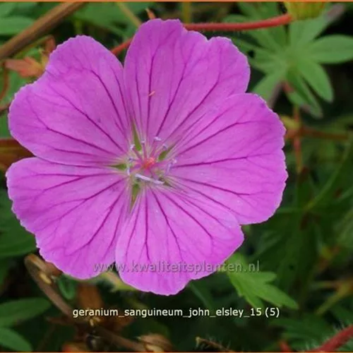 Geranium sanguineum 'John Elsley'
